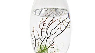 EcoSphere Closed Aquatic Ecosystem, Small Pod