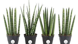 Costa Farms Sansevieria Cylindrica Succulent-Like Live...