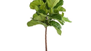 Costa Farms Fiddle Leaf Fig Tree, Ficus Lyrata, Live Indoor...