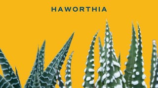 Costa Farms Haworthia Succulent, Easy to Grow Live Plant...