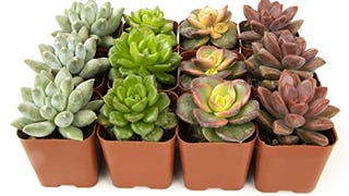 Succulents Plants Live (12PK) Potted Succulent Plants Live...