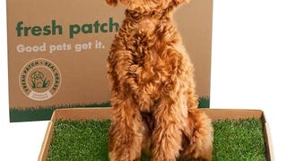 Fresh Patch Real Grass Patch for Dogs, Cats, and Small-...