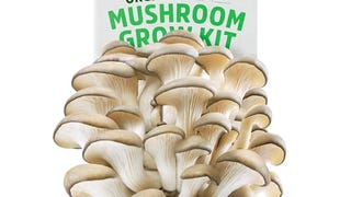 Back to the Roots Organic Mushroom Growing Kit. DIY Indoor...