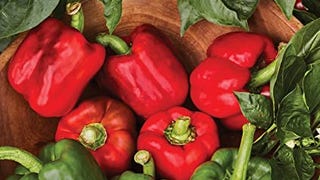 Burpee California Wonder Sweet Pepper Seeds | 300 Non-GMO...