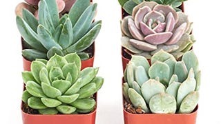 Shop Succulents | Radiant Rosette Collection of Live Succulent...