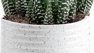 Costa Farms Live Succulent, Easy to Grow Haworthia Plant...