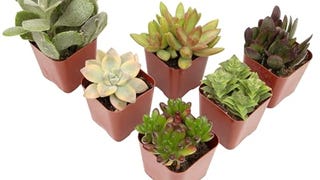 Succulents Plants Live (6PK) Potted Succulent Plants Live...