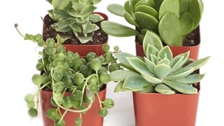 Shop Succulents Verde Succulent Plant Pack Collection - Live...