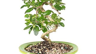 Brussel's Bonsai Live Fukien Tea Indoor Bonsai Tree-6 Years...