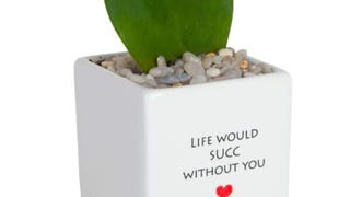 Costa Farms Live Indoor Plant Hoya Heart, Succulent-Like...