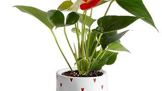 Costa Farms Anthurium Plant, Live Indoor Houseplant with...