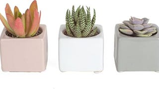 Costa Farms Mini Succulents (3-Pack), Assorted Live Indoor...