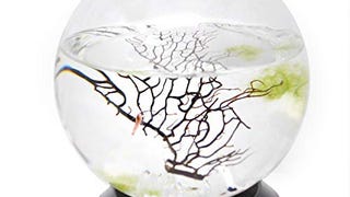 EcoSphere Closed Aquatic Ecosystem, Medium Sphere, with...