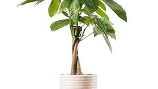 Costa Farms Money Tree, Easy Care Indoor Plant, Live Houseplant...