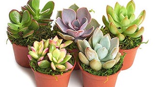 Shop Succulents | Unique Collection of Live Succulent Plants,...