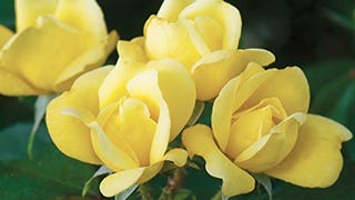 The Sunny Knock Out Rose, Yellow, 1 Bare Root