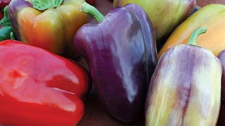 Burpee Pinot Noir Sweet Pepper Seeds 30 seeds