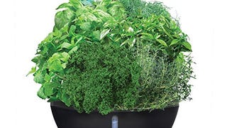 AeroGarden Classic 6 with Gourmet Herb Seed Pod