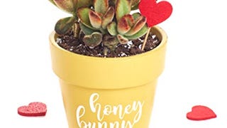 Shop Succulents | "Honey Bunny" Live Succulent Plant in...