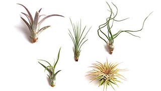 Shop Succulents | Live Air Plants Hand Selected Assorted...