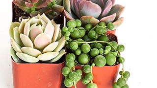 Shop Succulents | Good Juju Collection of Live Succulent...