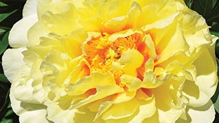 Burpee 'Bartzella' Itoh Perennial Peony - 1 Bare Root 3-...