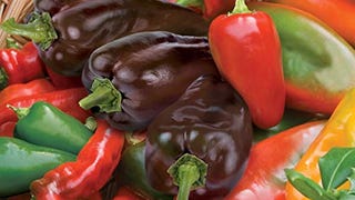 Burpee Hot Salsa Blend Hot Pepper Seeds 200 seeds