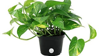 Delray Plants Costa Farms Ivy in Pot