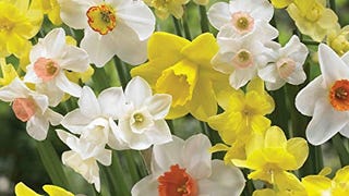 Burpee's Naturalizing Mix Daffodil - 150 Flower Bulbs | Multiple...
