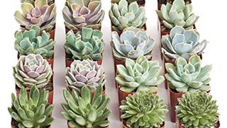 Shop Succulents Rosette Succulent Plant Pack Bulk Collection...