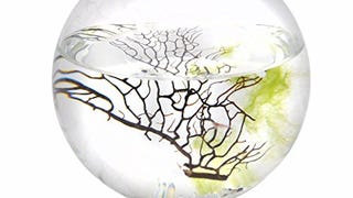 Ecosphere Medium Sphere