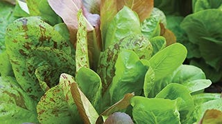 Burpee All Season Romaine Blend Lettuce Seeds 2000...