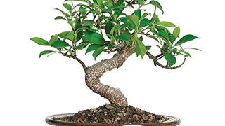 Brussel's Bonsai Live Golden Gate Ficus Indoor Bonsai Tree...