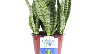 Costa Farms Sansevieria (Snake Wick & Grow Self-Watering...