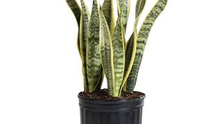 Costa Farms Snake Plant, Sansevieria laurentii, Live Indoor...