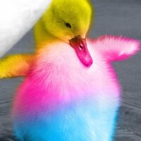 rainbowduckling