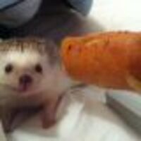 goddessoftransitoryrisesasaphoenix