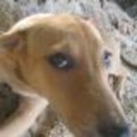 scowly-brow-spinster