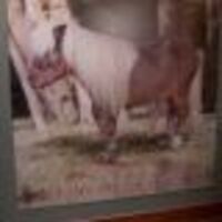 lilsebastianerection