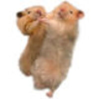 danceswithhamsters