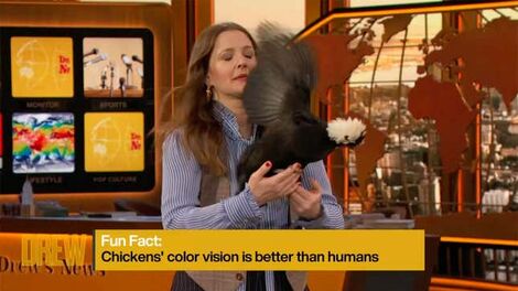 What Do Oprah Winfrey and an Unruly Chicken Have in Common?