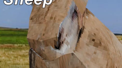My Dear Sheep