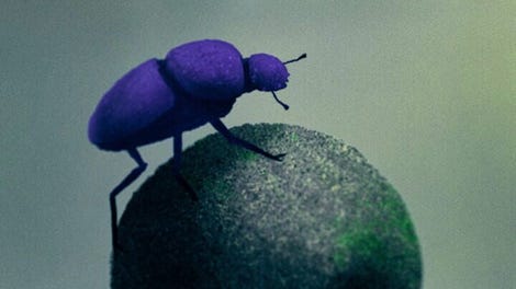Dung Beetle Adventure
