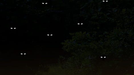 A Lanterns Glow