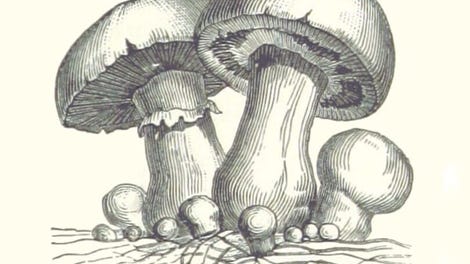 Acephalus