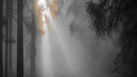 Deadly Secret Beneath the Dark Wood