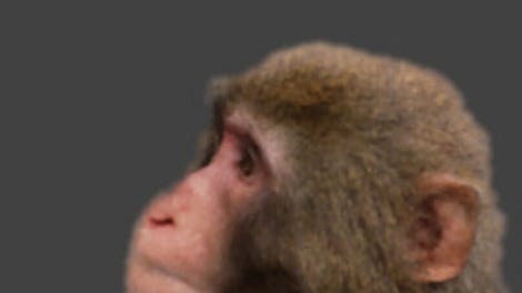 Tits Monkey