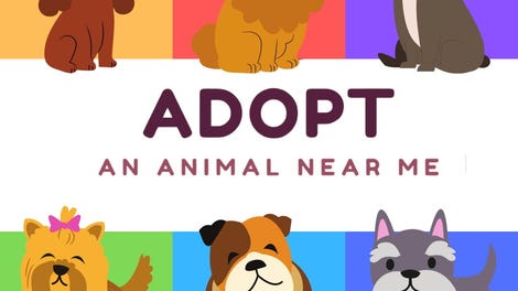 Adopt an Animal Near Me