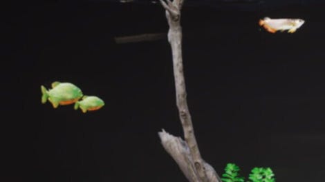 Aquascaping Designer