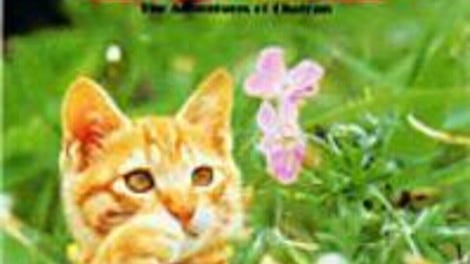 koneko monogatari the adventures of chatran